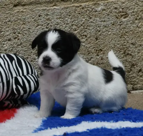 Jack Russell Terrier  Bambino Des Gerveilles photo 2