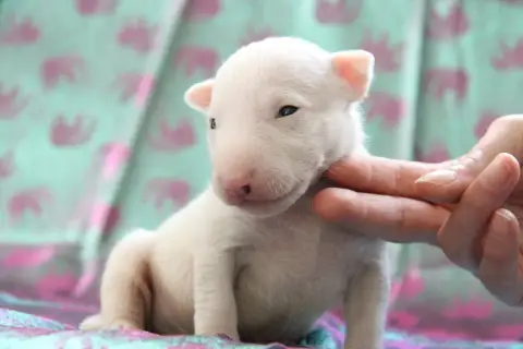 Bull Terrier Miniature  Baroni Des Jardins De Margaux e8f9c photo 2