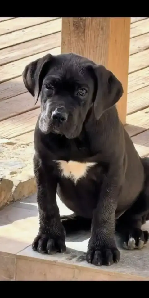 Cane Corso  Luna De La Tribu Amazone