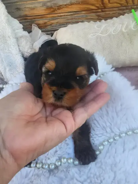 Yorkshire Terrier  Chiot N°1 Du Hameau De Selcra photo 2