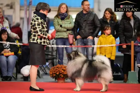 Spitz Allemand  Bb Chien Du Royaume De B’Oxie photo 3
