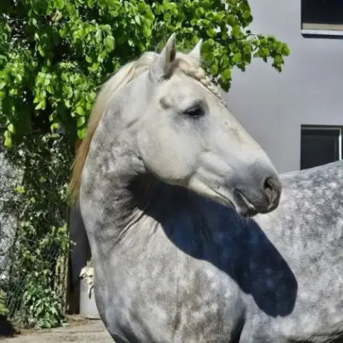 Etalon Camargue Disponible À La Saillie