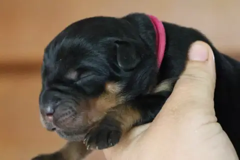 Rottweiler  Bugatti House Of Warrior