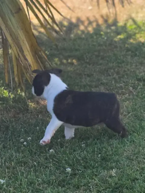 Boston Terrier  Baxter Du Domaine De La Cour Souverai 2814e photo 3