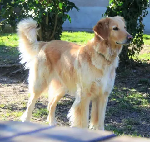 Hovawart  Chiot 1 Ed Des Leus Altiers photo 3