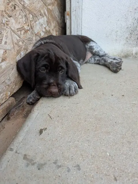 Chien D'Arrêt Allemand À Poil Dur  Chiot N°2 De La Gr f9ef4