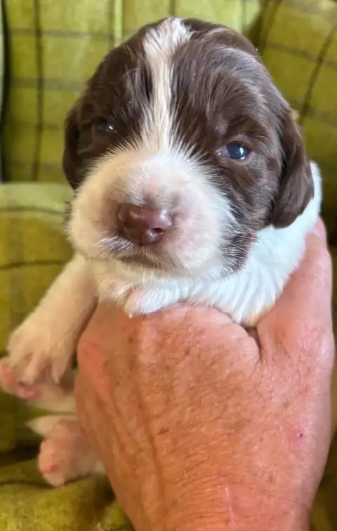 English Springer Spaniel  B.................. Des Eta 0bf8f photo 2