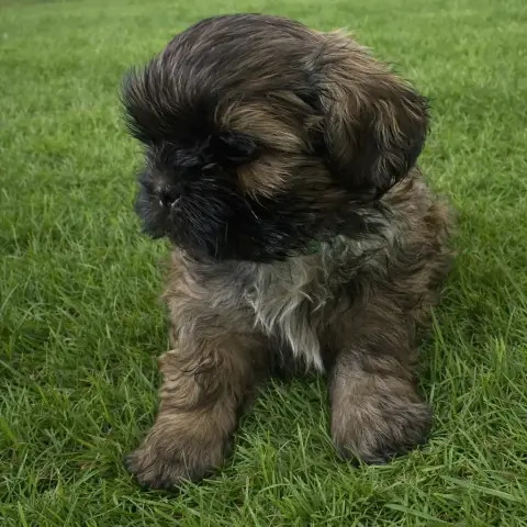 Shih Tzu photo 3