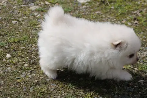 Spitz Allemand  Bugatti Des Dragons Maya photo 2