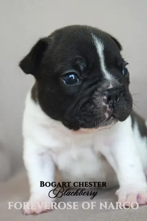 Bouledogue Français  Bogart Chester Blackberry Foreve 3680d photo 2