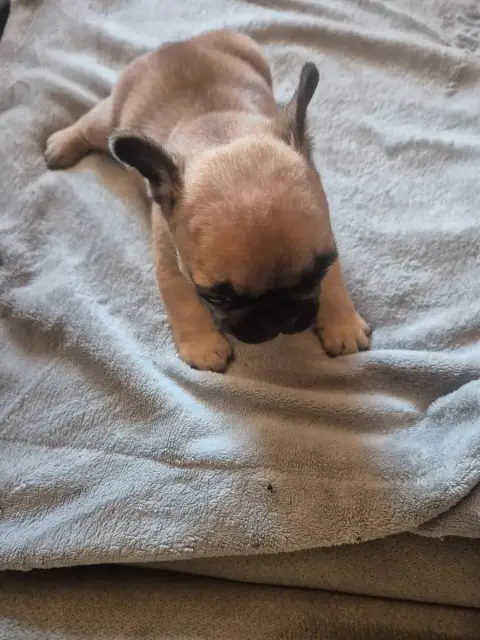 Bouledogue Français  Chiot 2 Le Domaine D'Oscar