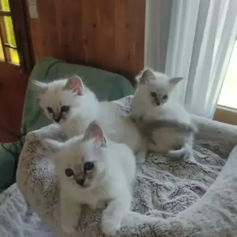 Chatons Sacré De Birmanie
