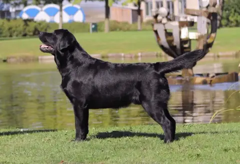 Labrador Retriever  Collier Rose Du Domaine Des Euran 02fd6 photo 2