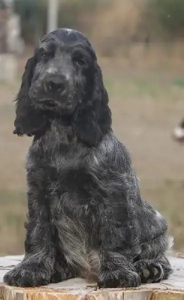 Cocker Spaniel Anglais  M4 - photo 2