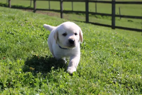 Labrador Retriever  Collier Bleu Clair Of The Little  ad630 photo 2