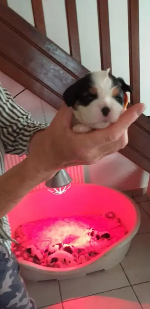 Cavalier King Charles Spaniel  Chiot 2 Du Val De Cour f21bf photo 3