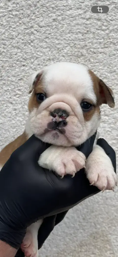 Bulldog Anglais  Chiot N°1 British Bulls Of Provins ea51d
