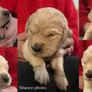 A Réserver Chiots Golden Retriever Mâles Lof