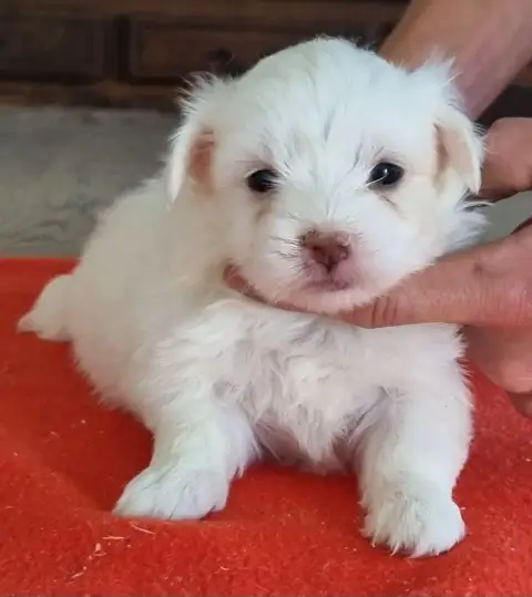 Coton De Tulear  Chiot N°4 Des Hirondelles Du Voyage a75cb photo 3