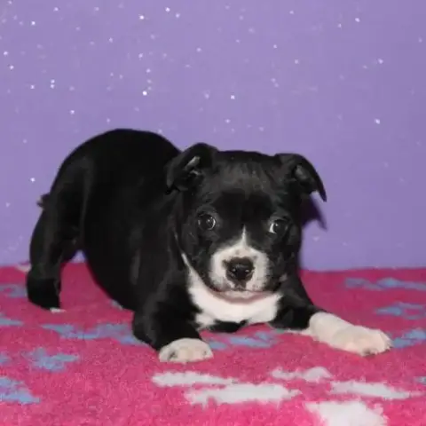 Magnifique M/F Staffie Lof Disponible