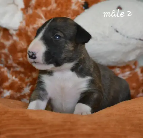 Bull Terrier photo 3