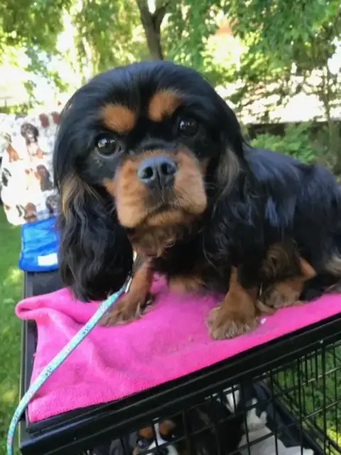 Cavalier King Charles Spaniel photo 3