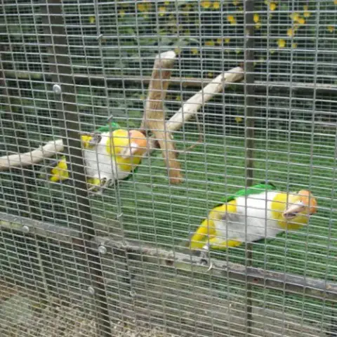 Couple Caique Tete Orange