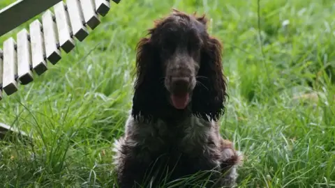 Cocker Spaniel Anglais photo 3
