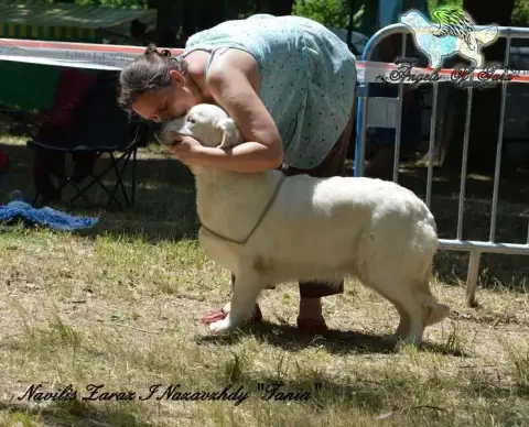 Golden Retriever  Chiot 4 Du Saphir Blanc photo 2