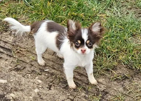 Chihuahua  Airos De La Fontaine Aux Maléfices