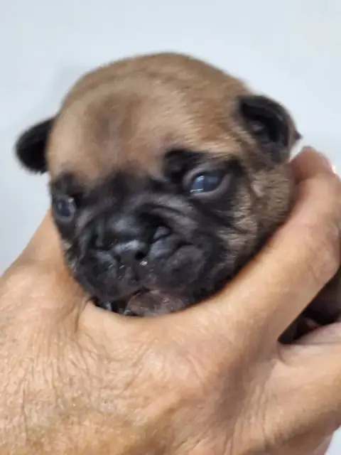 Bouledogue Français  Benson Du Castelle Saint Claire 4cf1d