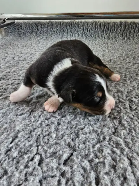 Berger Australien  Chiot 1 Of Luna'S Farm photo 2