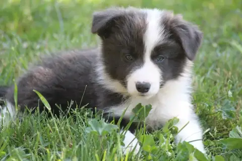 Border Collie  Boston
