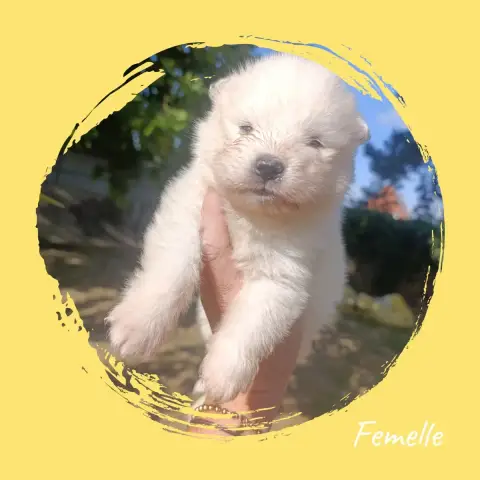 Adopter Samoyède 
                        Chiot 3