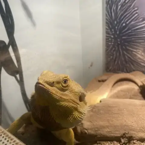Vend Pogona