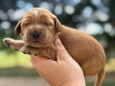 Cocker Spaniel Anglais  B1 Du Clos De La Majesty