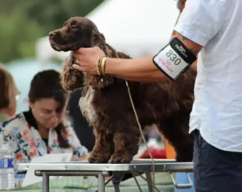 Cocker Spaniel Anglais photo 2