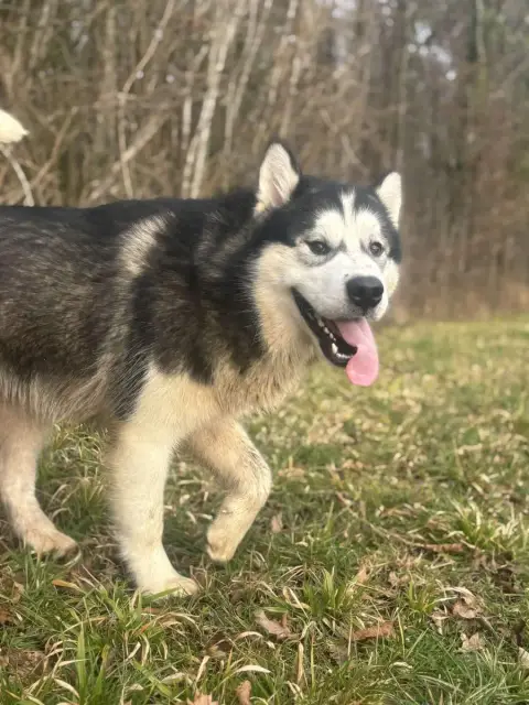 Alaskan Malamute  Alfonso Des Marais De Courmont