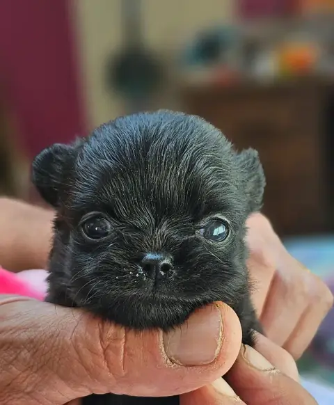 Chihuahua  Black Beauty Of Little By Little