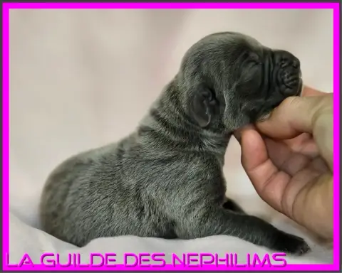 Dogue Allemand  Baby Burlesque De La Guilde Des Néphi 6633a