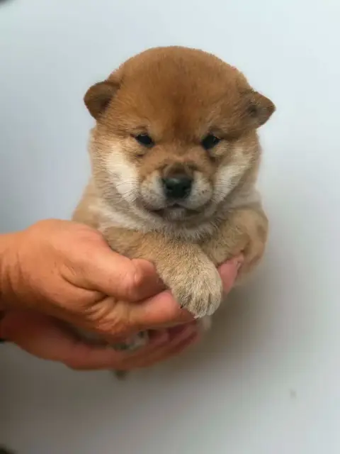 Shiba photo 3