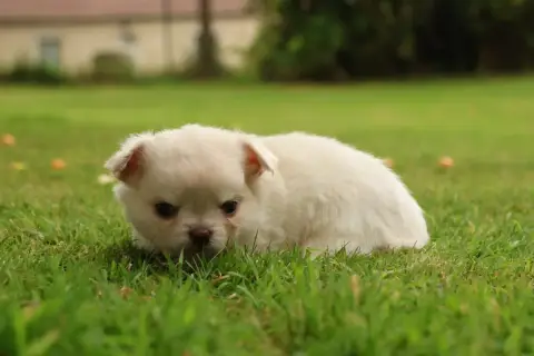 Chihuahua  Born To Be Alive "Byron" Des Gardiens D'Ha e07e7 photo 2