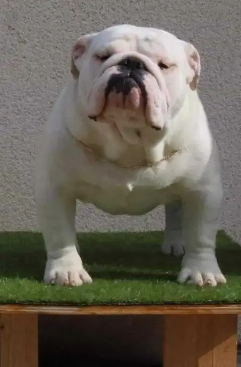 Bulldog Anglais  Chiot 6 British Bulls Of Provins