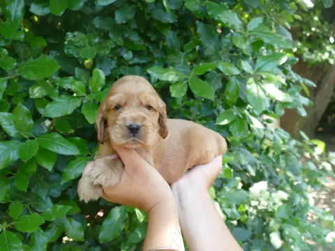 Cocker Spaniel Anglais