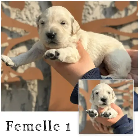 Golden Retriever  Femelle 1 Des Terres De L'Avesnois f9829