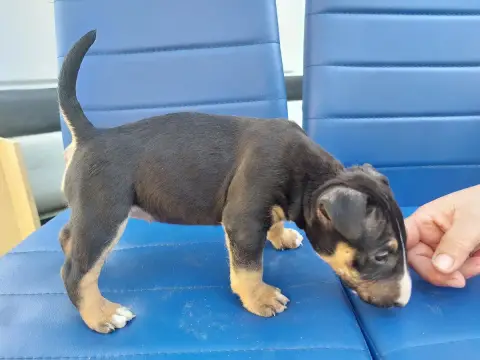 Bull Terrier  N8 Fem Tricolore Petit Modele D'Emiloli 64492