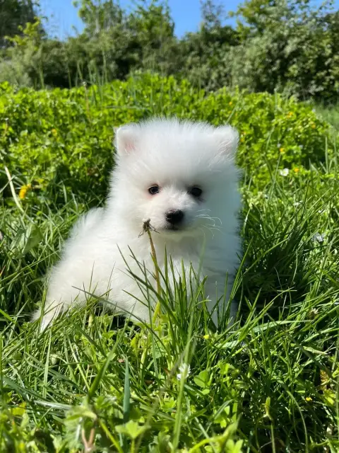 Spitz Japonais  Chiot N°6 De Jerrie Black
