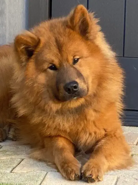Eurasier  M Vert Des Brumes D'Enez photo 2