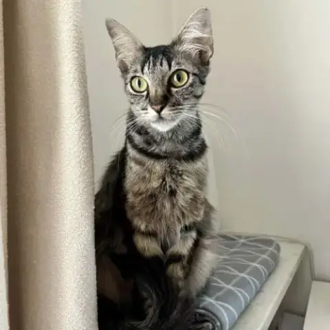 Fleur Un Jolie Jeune Chatte  Douce