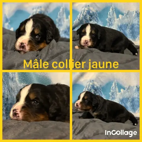 Bouvier Bernois  Chiot 6 De L'Horizon Des Costes photo 3